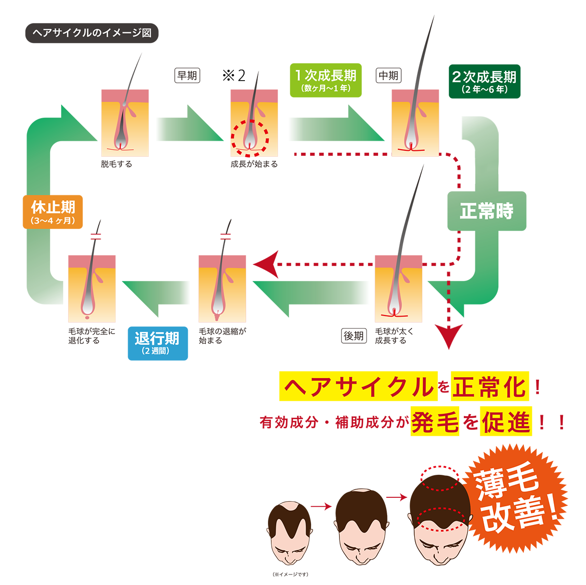 Dott Hair 発毛のメカニズム